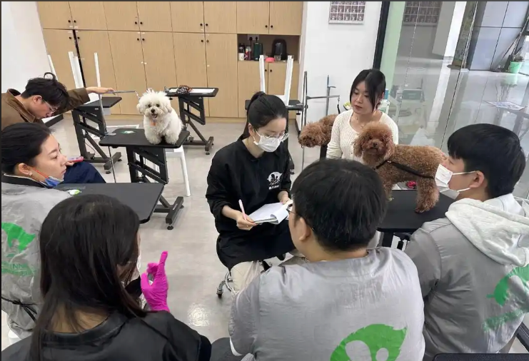 阿拉尔市宠物美容宠物美容培训学校 - 厂家